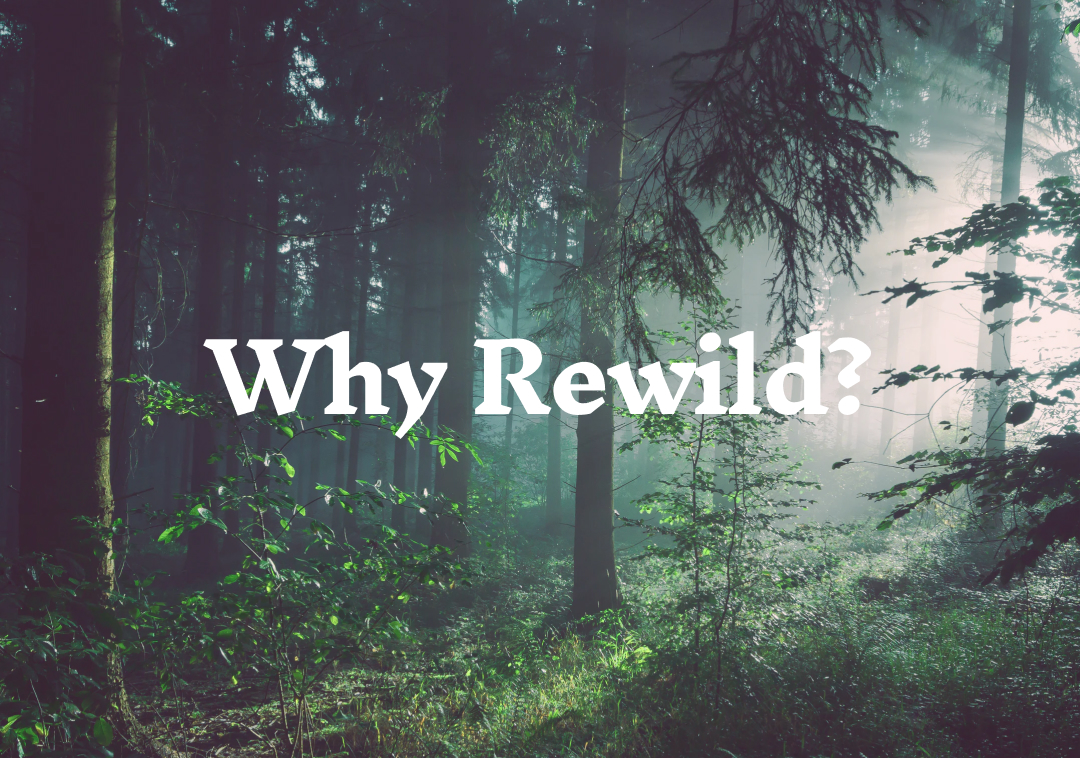 Why Rewild?